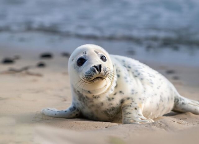 PARO Sattelrobbenbaby | Foto Freepik | www.barrierefei.center